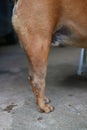 Top view, legs of a brown hound with hair on a cement floor. Dog health concept