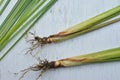 Top view Lemon Grass on wood background