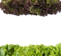 Top view. Lettuce at border of image with copy space for text. Green and red lettuce on white