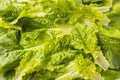 Top view. lettuce leaves. Background of lettuce leaves. Fresh leaves background.