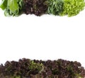 Top view. Lettuce, spinach, arugula at border of image with copy space for text. Lettuce on white background. Green vegetables on