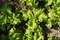 Top view of green lettuce lactuca sativa young plants growing in vegetable garden Royalty Free Stock Photo