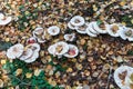 Top view of Leucopaxillus giganteus mushrooms in the Olterudelva Valley, Toten, Norway in autumn