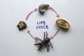 Top view of a life cycle of beetle written on a white board