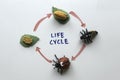 Top view of a life cycle of ladybird written on a white board Royalty Free Stock Photo