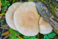 Top view light brown mushroom on tree stump in grass in rainy season Royalty Free Stock Photo