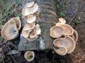 Overhead view of a light brown mushrooms colony on coconut tree trunk Royalty Free Stock Photo