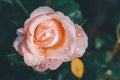 top view of light orange rose flower. valentines flower concept Royalty Free Stock Photo