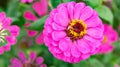 Top view lilac Zinnia Elegans Jacq Royalty Free Stock Photo