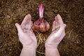 Top view of lily bulb with roots in hands on ground Royalty Free Stock Photo