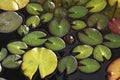 Top view of lily pads on a pond with water dews from the rain Royalty Free Stock Photo