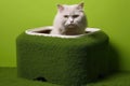 top view of litter box with cat-shaped indents Royalty Free Stock Photo