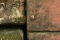 Top view little snail on old brick