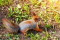 Top view of a little young red squirrel on the ground with green grass Royalty Free Stock Photo