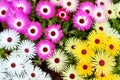 Top view of Livingstone daisies Royalty Free Stock Photo