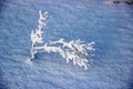 Top view of a lone small Bush breaking through the deep snow