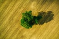 Top view of lonely green tree in yellow wheat fields. Aerial photo. Royalty Free Stock Photo