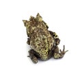 Top view of a Long-nosed horned frog, Megophrys nasuta Royalty Free Stock Photo