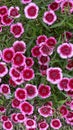 Dianthus Chinensis flowers pink top view of the flowers. Royalty Free Stock Photo