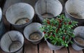 Top view of a lot of empty tin buckets. In one there is a decorative pepper bush with small red peppers Royalty Free Stock Photo