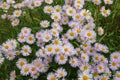 Top view of a lot of lilac asters Erigeron Latin Erigeron with sharp thin petals that are very similar to daisies Royalty Free Stock Photo