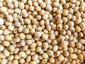 Top view a lot of soybean piles Royalty Free Stock Photo