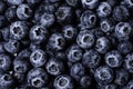 Top view of lots of fresh blueberries Royalty Free Stock Photo