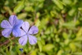 Top view of purple flowers on blurred green leaf background Royalty Free Stock Photo