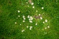 Top view of lovely small white flower on fresh green grass background Royalty Free Stock Photo