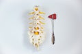 Top view of lumbar spine model and reflex hammer Royalty Free Stock Photo