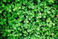 Top view of lush green clover plants on a field Royalty Free Stock Photo