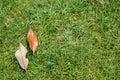 Top view of lush green grass lawn background with fallen dried tree leaves at outdoor park under sunlight Royalty Free Stock Photo