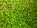 Top view of lush green grass lawn background in house. Royalty Free Stock Photo