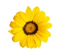 Top view macro bright yellow Gazania - South African chamomile, daisy, sunflower blooming with flower stamens on sunny day on Royalty Free Stock Photo