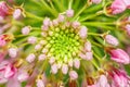 Top view macro of Cleome spinosa flower