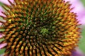 A macro top view of the center of a dew-covered Echinacea purprea, or purple conflower. Royalty Free Stock Photo