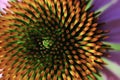A top view of the center of an Echinacea purpurea Royalty Free Stock Photo