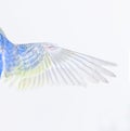 Top view macro, close-up of a deployed Budgerigar wing,  blue rainbow colloration Royalty Free Stock Photo