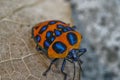 Top view macro closeup shot of a Tectocoris diophthalmus insect on a leaf Royalty Free Stock Photo