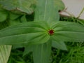 Top view macro closeup from a still closed bud of a single zinnia elegans and big green textured leafs Royalty Free Stock Photo