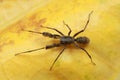 Top view macro image of spider on yellow leaf. Royalty Free Stock Photo