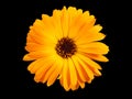 Top view of macro orange flower named osteospermum orange african daisy, Calendula Royalty Free Stock Photo