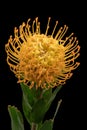 Top view macro of a red yellow leucospermum pincushion protea blossom on black with green leaves Royalty Free Stock Photo