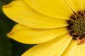 Top view macro of a yellow African daisy, Cape marguerite petals Royalty Free Stock Photo