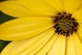 Top view macro of a yellow African daisy, Cape marguerite petals Royalty Free Stock Photo