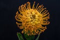 Top view macro of a yellow leucospermum pincushion protea blossom on black background Royalty Free Stock Photo