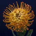 Top view macro of a yellow leucospermum / pincushion protea blossom on blue background, surrealistic floral image Royalty Free Stock Photo