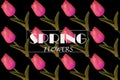 Top view, Made design spring flowers written on it with pink tulips flower isolated on black background for design or stock photo Royalty Free Stock Photo