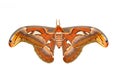 Top view of male attacus atlas moth Royalty Free Stock Photo