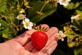 a man& x27;s hand holds a ripe freshly picked strawberry against the background of a garden bed Royalty Free Stock Photo